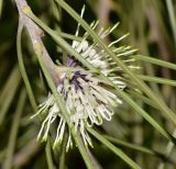 Hakea scoparia