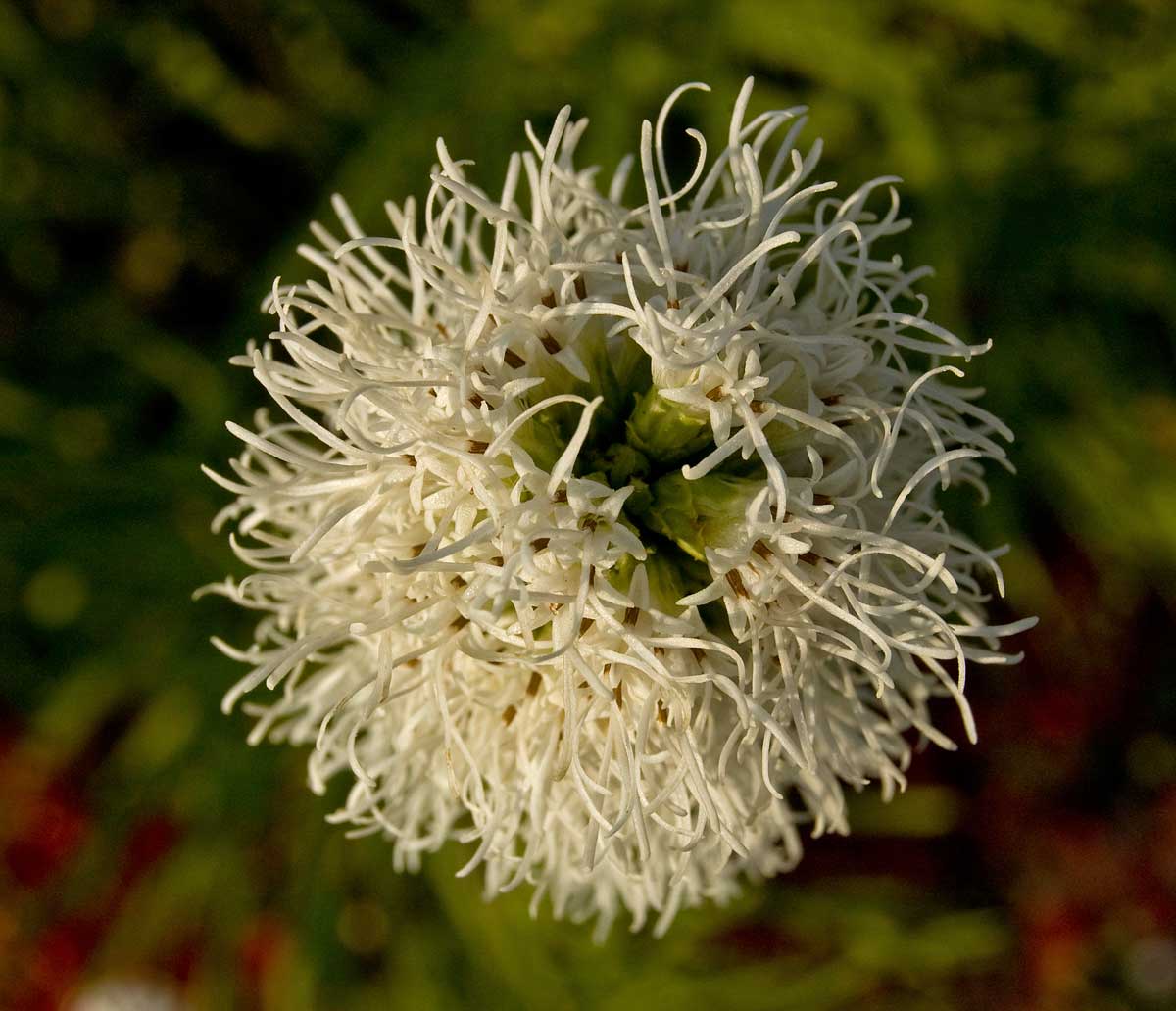 Image of Liatris spicata specimen.