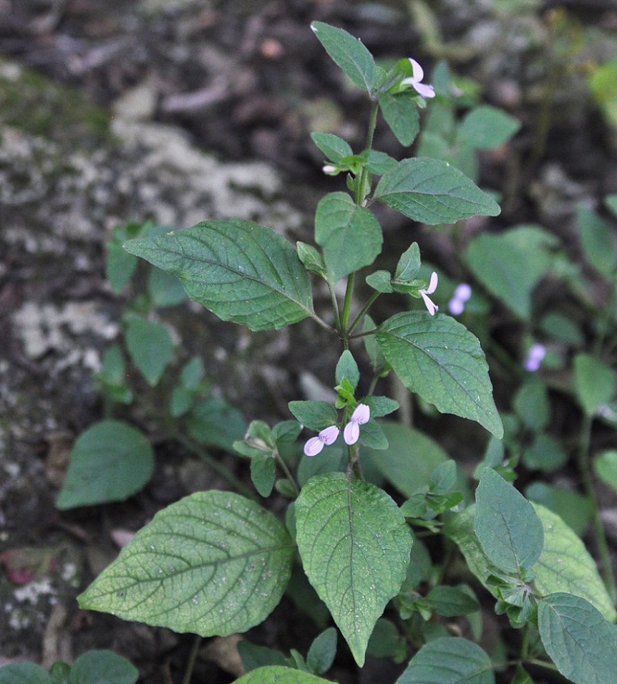 Image of genus Dicliptera specimen.