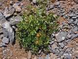 Euphorbia sarawschanica. Отцветающее (?) растение. Таджикистан, Фанские горы, перевал Талбас, ≈ 3600 м н.у.м., каменистый сухой склон. 01.08.2017.