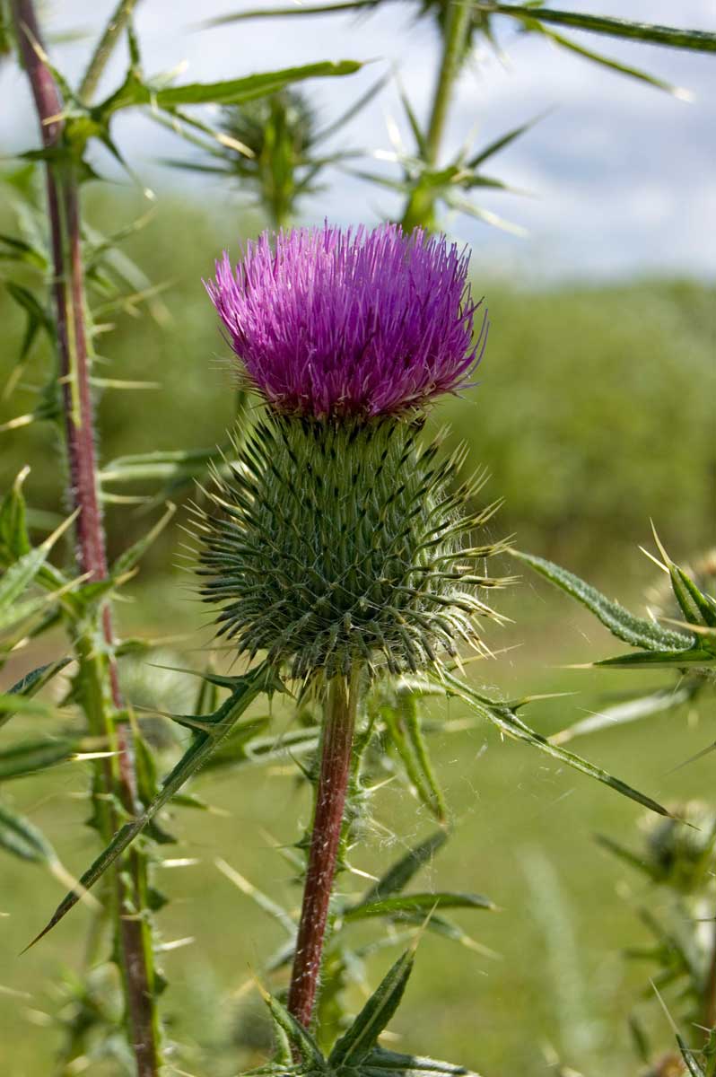 Image of Cirsium vulgare specimen.