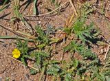 Potentilla tergemina. Цветущее растение. Монголия, аймак Увс, долина р. Бохморон Гол, ≈ 1500 м н.у.м., берег реки. 12.06.2017.
