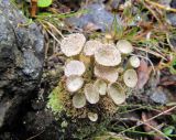 genus Cladonia. Слоевища на камне. Коми, Интинский р-н, Приполярный Урал, долина р. Пелингичей, руч. Южный, береговой обрыв над каменистым руслом. 17.07.2010.