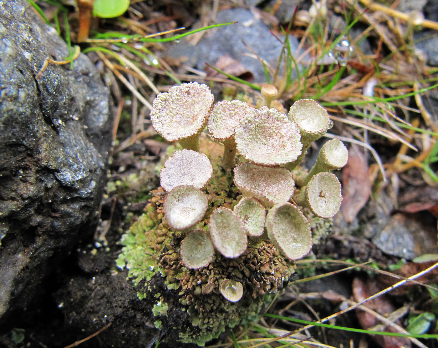 Изображение особи род Cladonia.