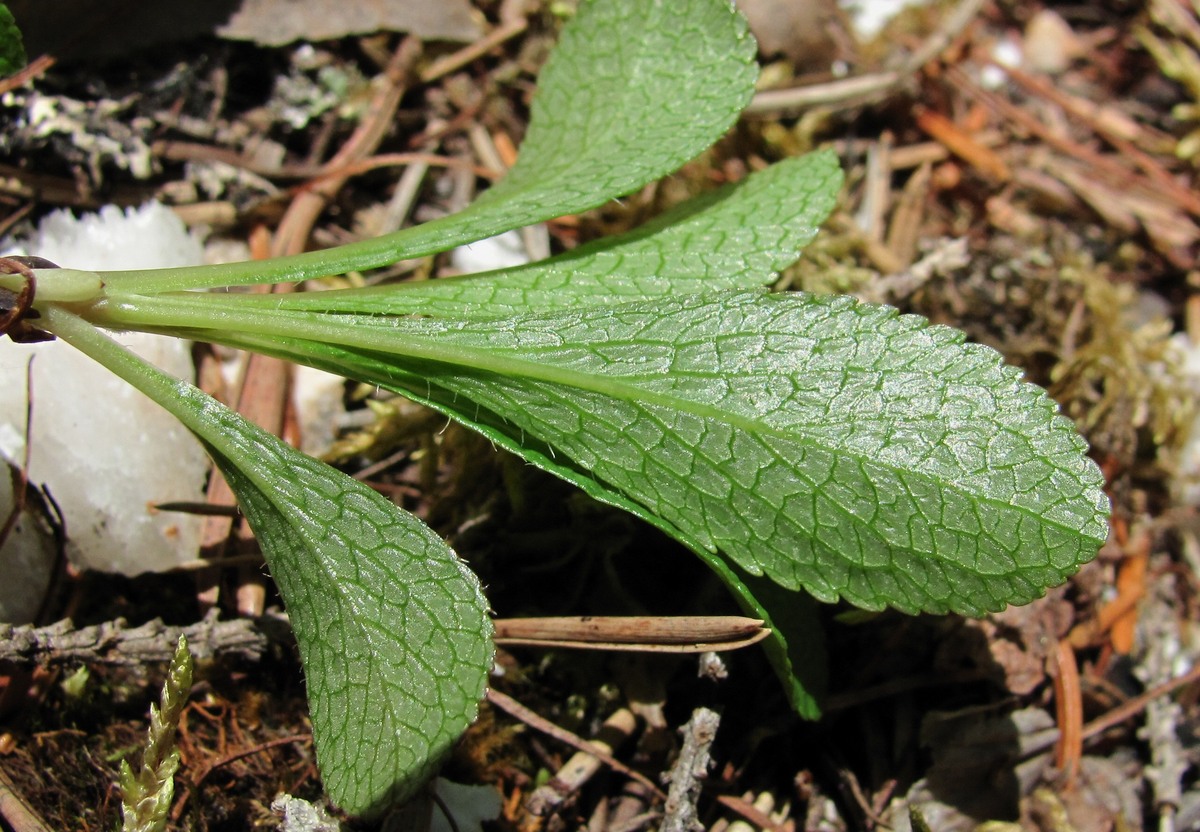 Image of Arctous alpina specimen.