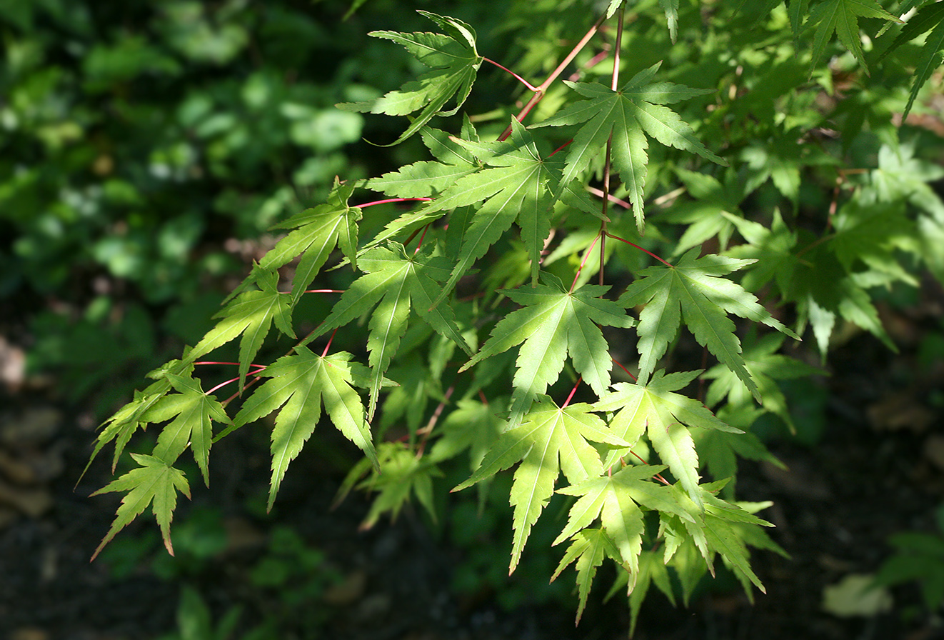 Image of Acer palmatum specimen.