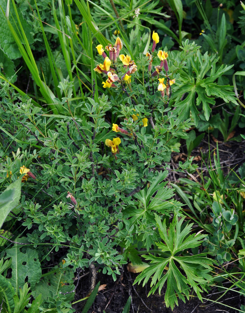 Изображение особи Chamaecytisus ruthenicus.