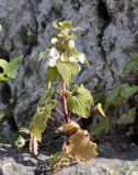 Lamium moschatum