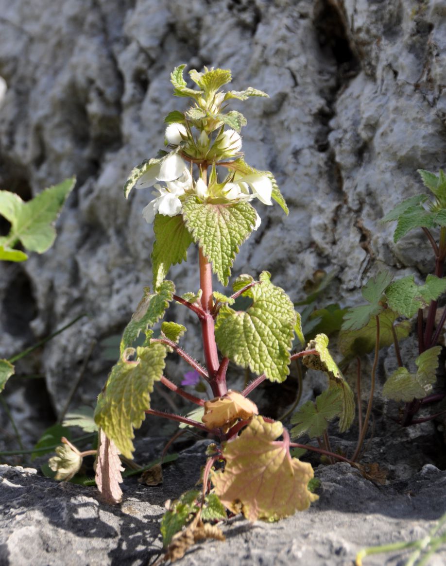 Image of Lamium moschatum specimen.