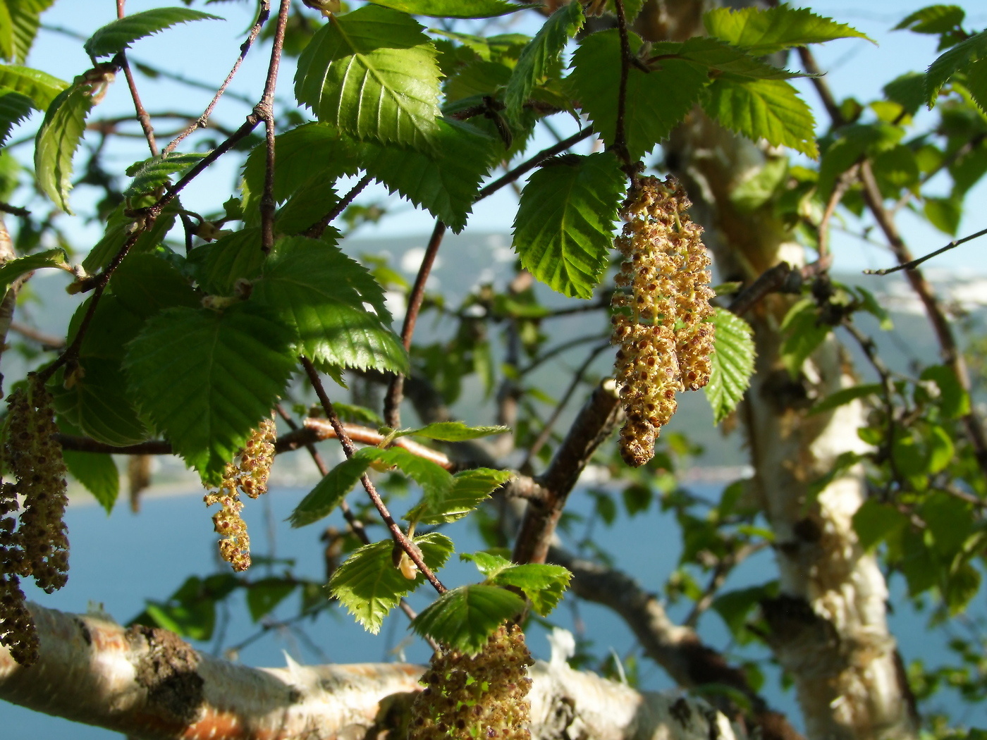 Изображение особи Betula lanata.