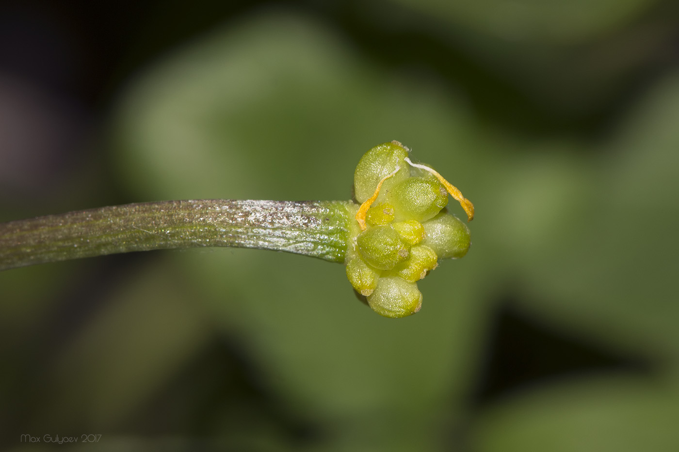 Image of Ficaria stepporum specimen.