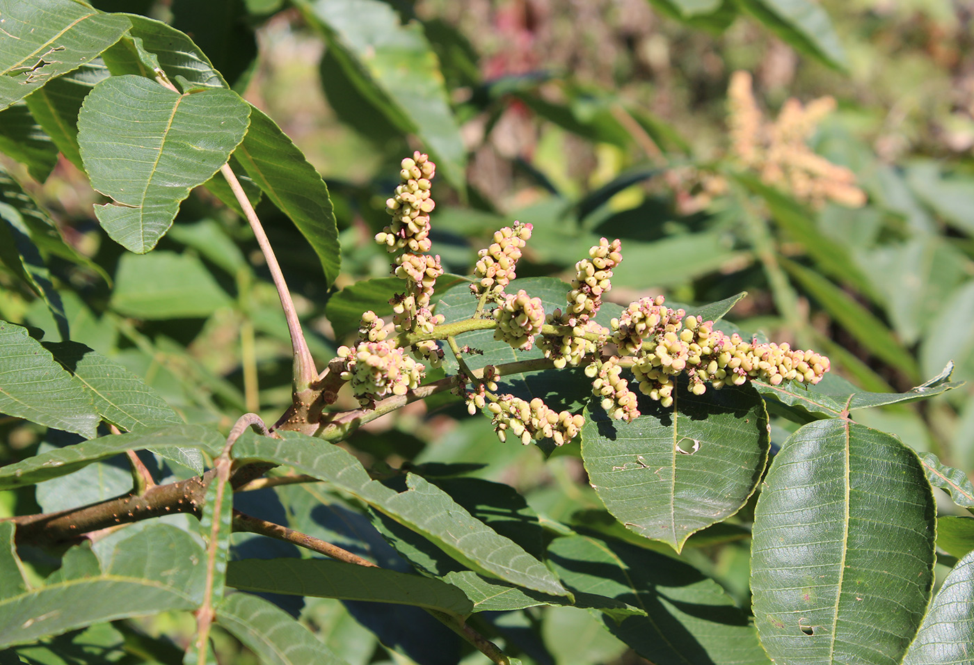 Изображение особи Rhus copallinum.