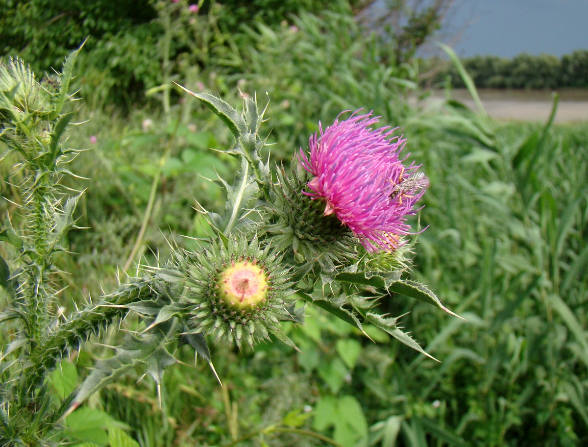 Изображение особи Carduus acanthoides.