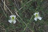 Capparis herbacea. Цветущее растение. Республика Крым, городской округ Алушта, долина р. Сотера. 23.06.2009.