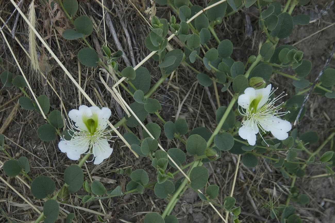 Изображение особи Capparis herbacea.