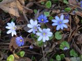 Hepatica transsilvanica. Цветки. Москва, Воробьевы горы, Ботанический сад МГУ, альпинарий, в культуре. Листья - Ficaria verna. 16.04.2018.