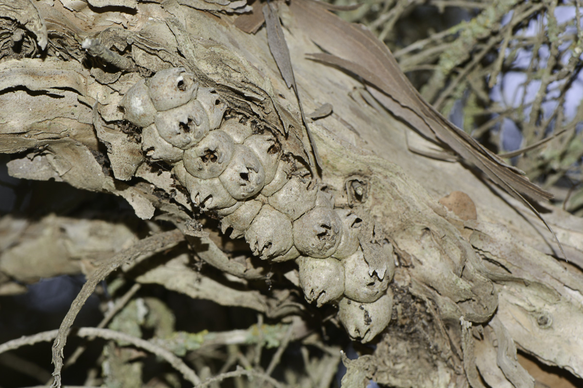Image of Melaleuca elliptica specimen.
