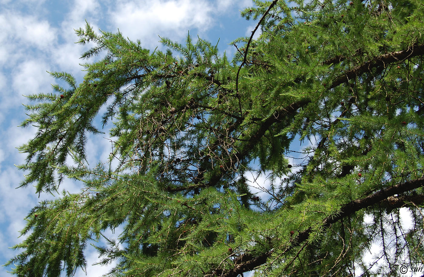 Image of Larix gmelinii specimen.