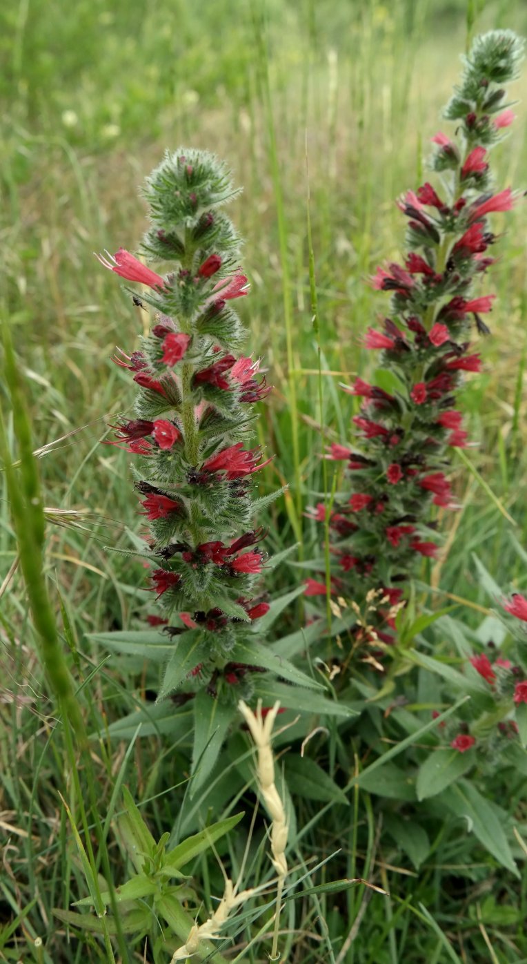 Изображение особи Echium popovii.