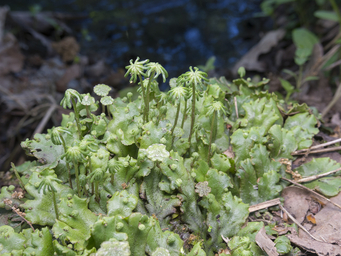 Изображение особи Marchantia polymorpha.