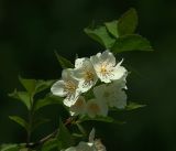 род Philadelphus