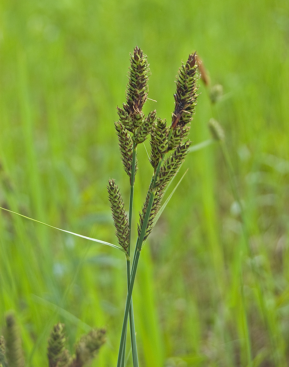 Image of Carex hartmaniorum specimen.