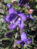 Campanula charkeviczii. Цветки. Крым, Ай-Петринская яйла. 27 мая 2010 г.