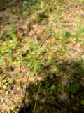 Carex pallescens