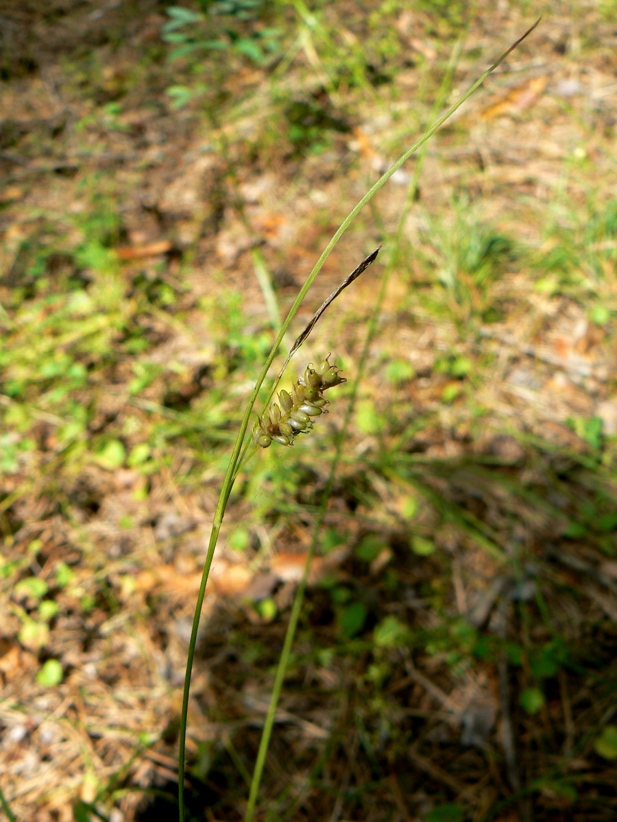 Изображение особи Carex pallescens.