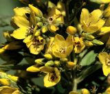 Lysimachia vulgaris. Бутоны и цветки в средней части соцветия. Московская обл., Раменский р-н, окр. ж.-д. платформы Хрипань, дача. 27.06.2018.