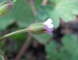 Geranium rotundifolium. Цветок (вид сбоку). Дагестан, г. о. Махачкала, гора Тарки-Тау, у лесной дороги. 16.05.2018.