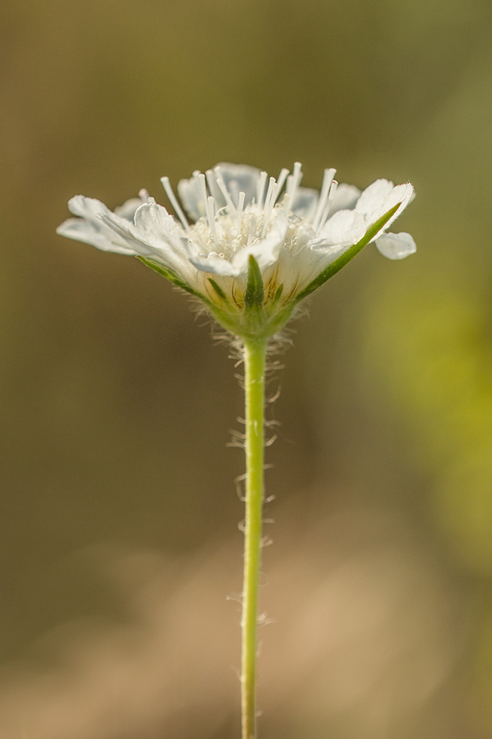 Image of Lomelosia argentea specimen.