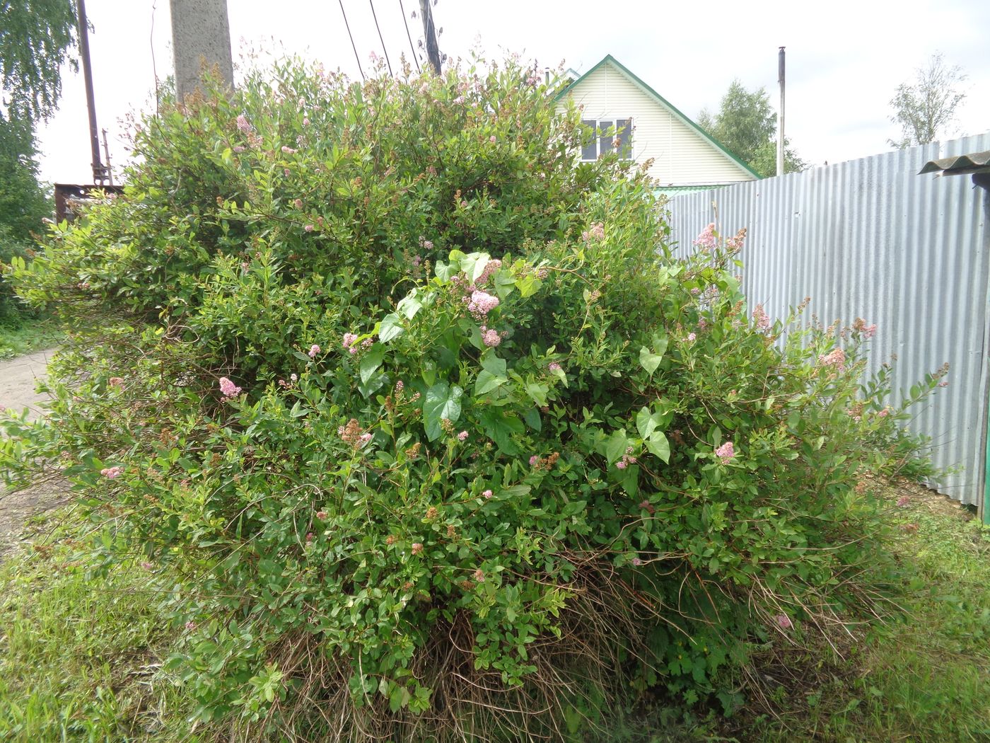 Image of Spiraea salicifolia specimen.