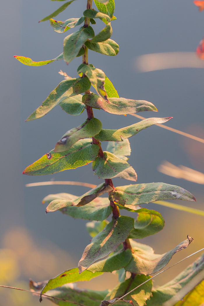 Image of Hieracium virosum specimen.