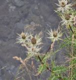 Cirsium obvallatum. Верхушки отцветших растений. Грузия, Казбегский муниципалитет, средняя часть долины Чаухицхали, ≈ 2450 м н.у.м, берег ручья. 01.08.2018.