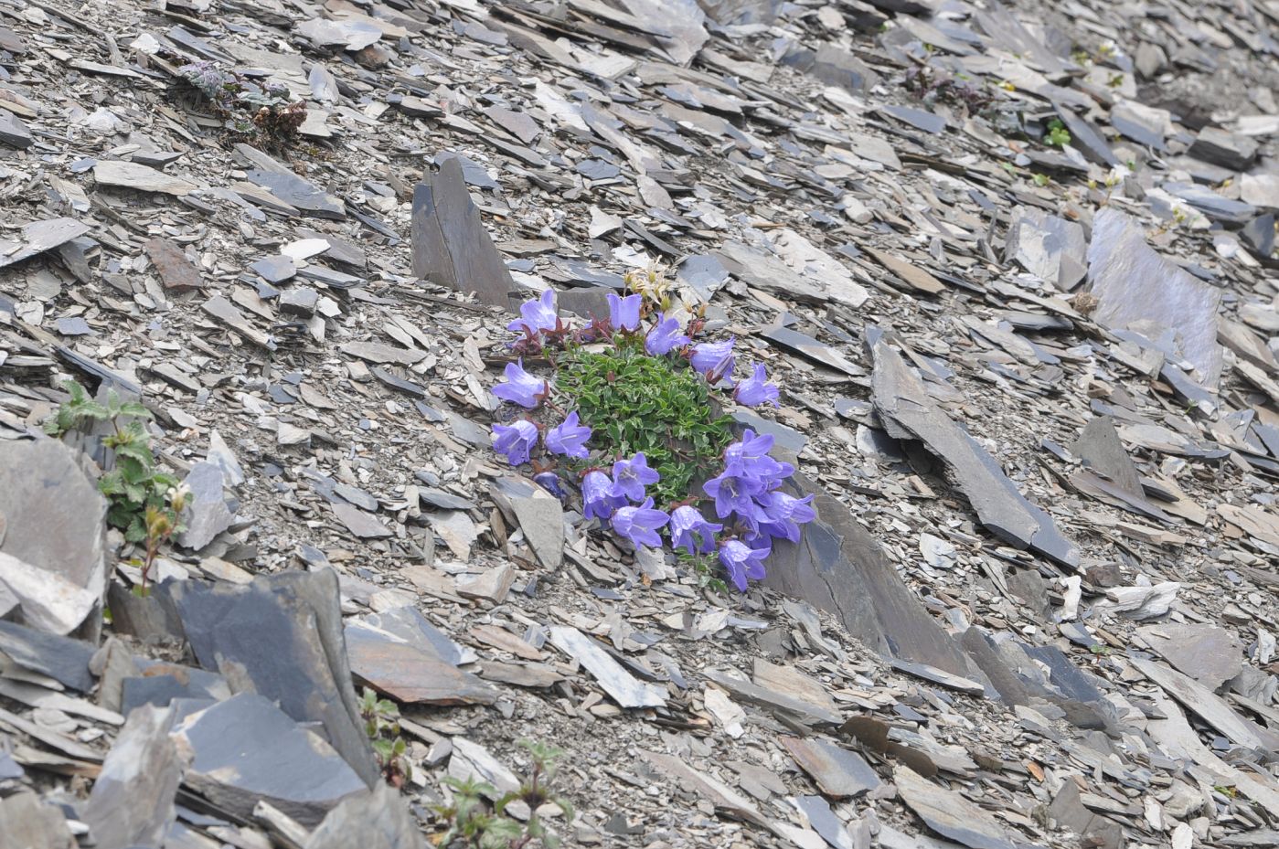 Image of genus Campanula specimen.