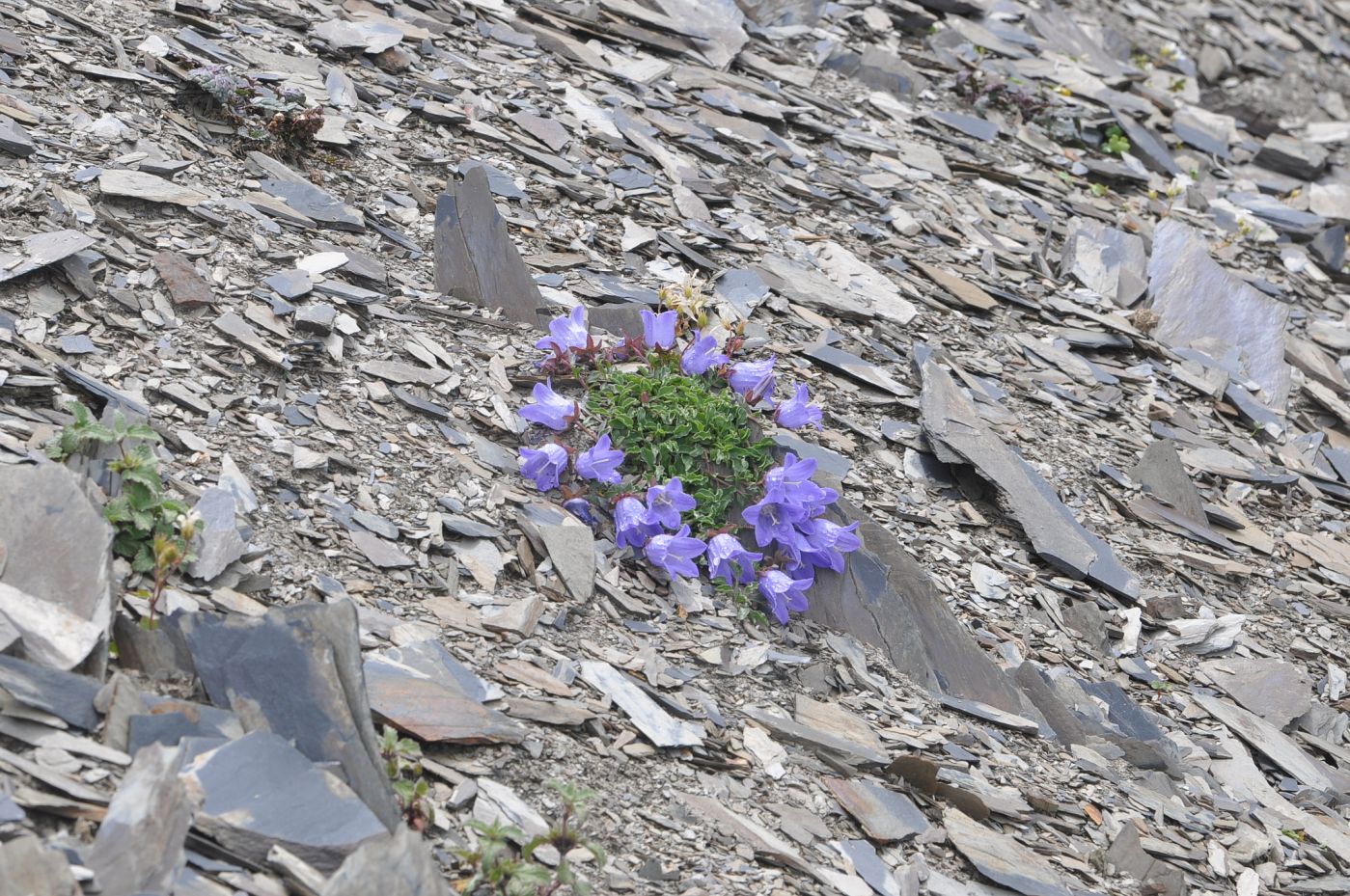 Изображение особи род Campanula.