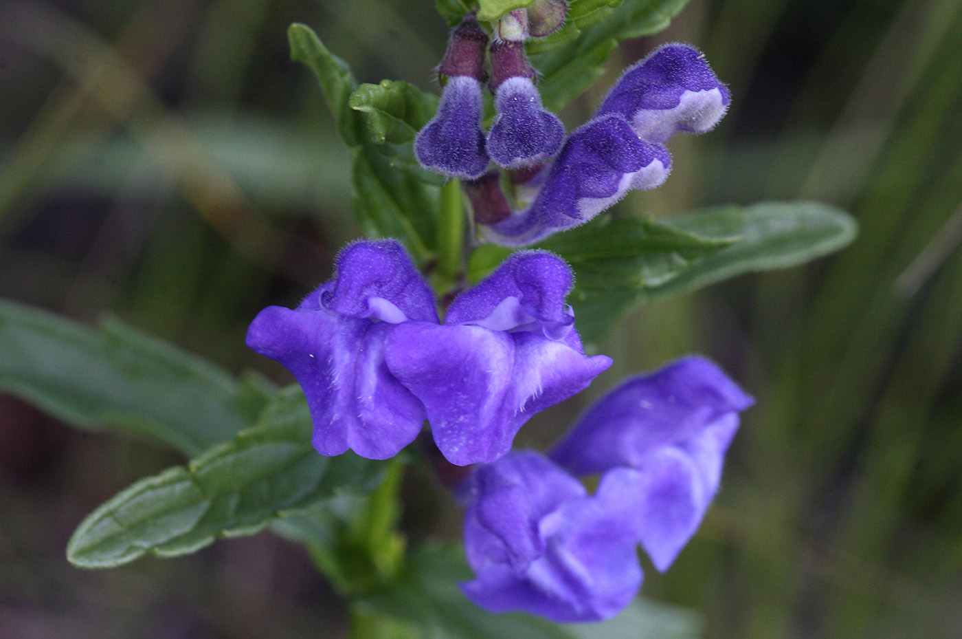 Image of Scutellaria scordiifolia specimen.