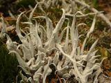 Thamnolia vermicularis