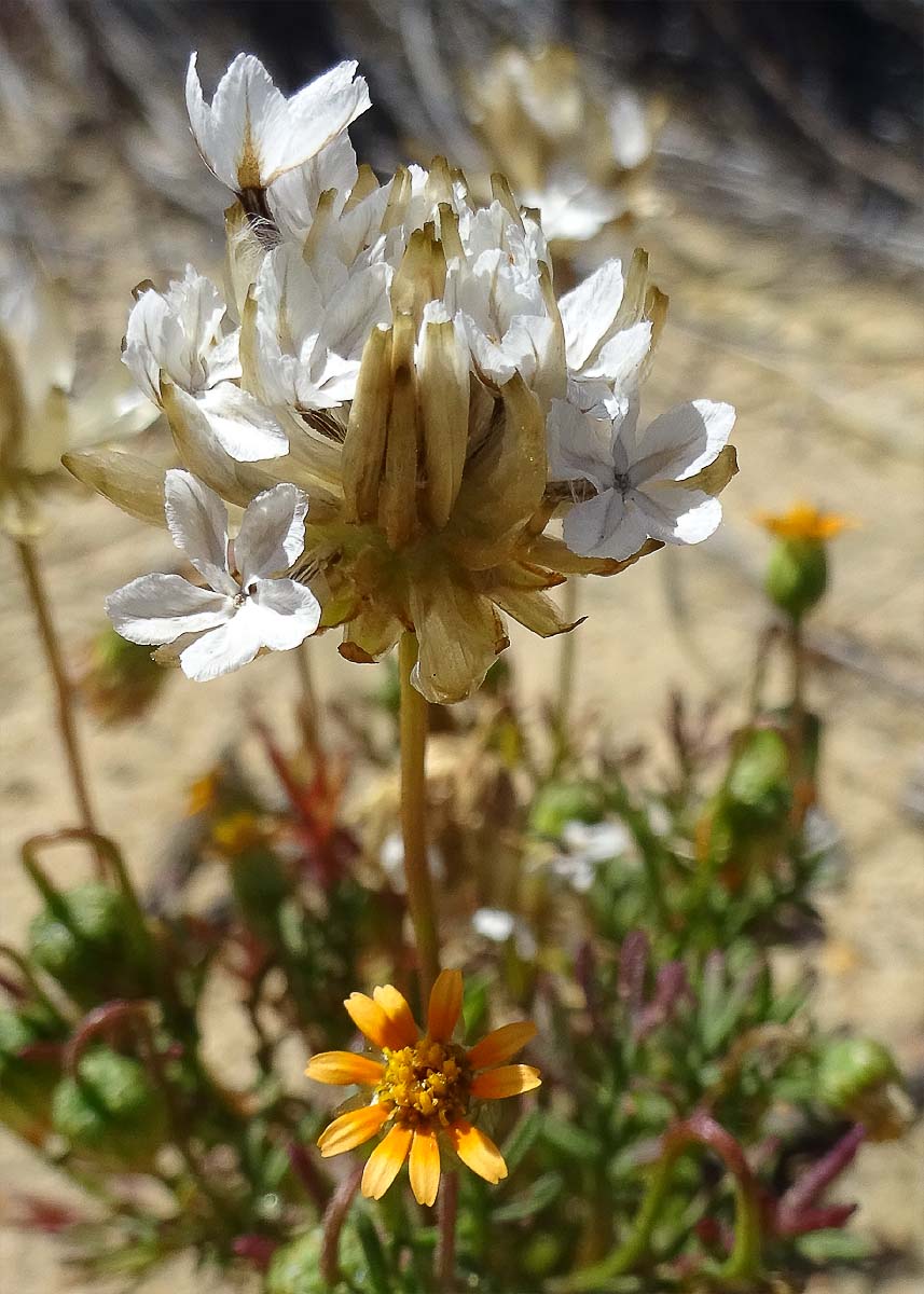 Изображение особи Ursinia anthemoides.