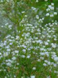 Erigeron annuus