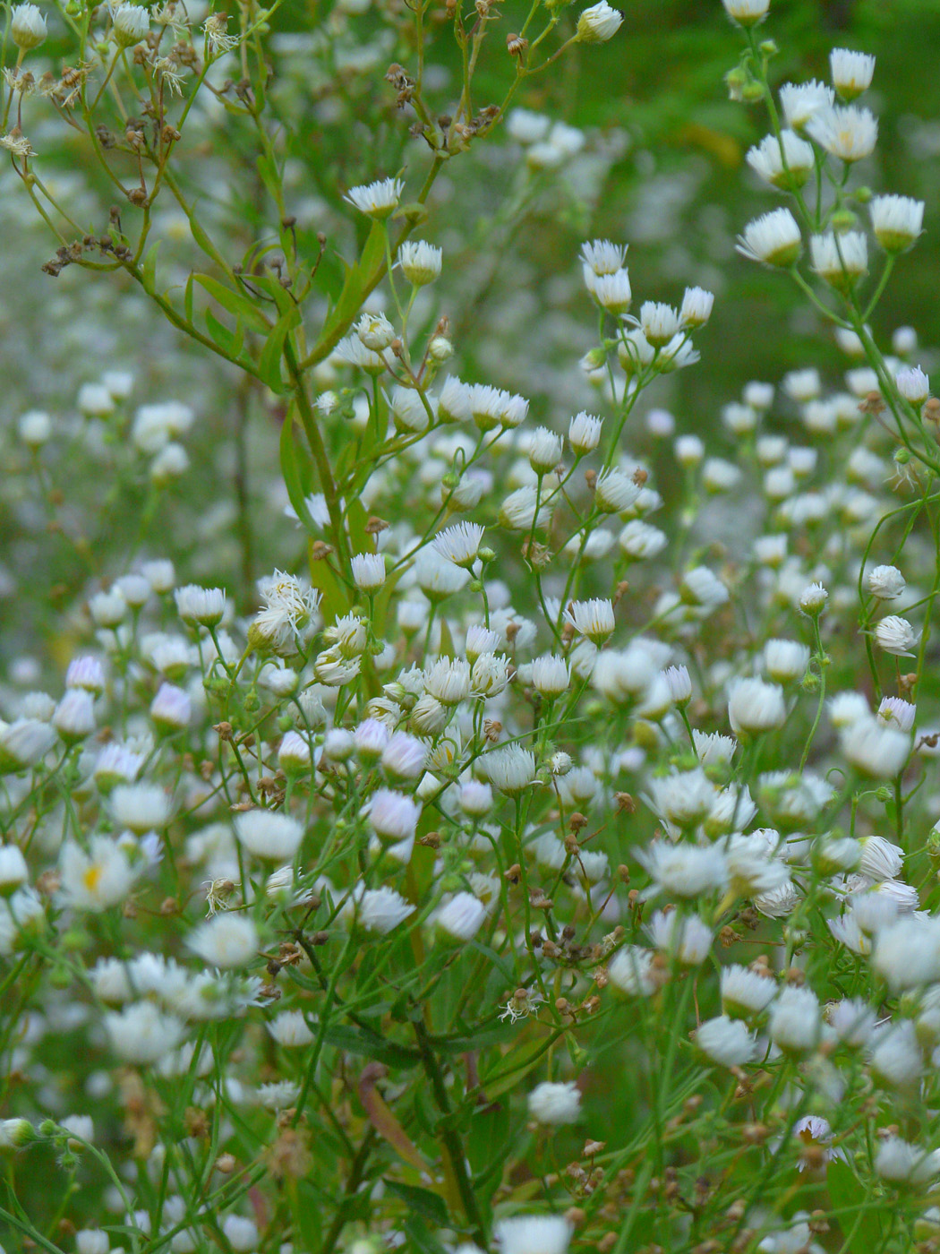 Изображение особи Erigeron annuus.