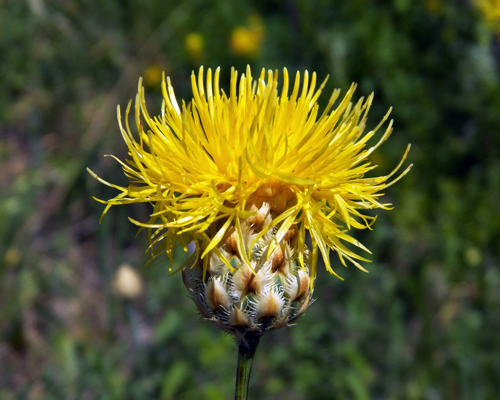 Изображение особи Centaurea orientalis.