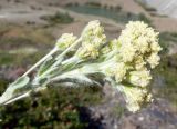 Artemisia glomerata