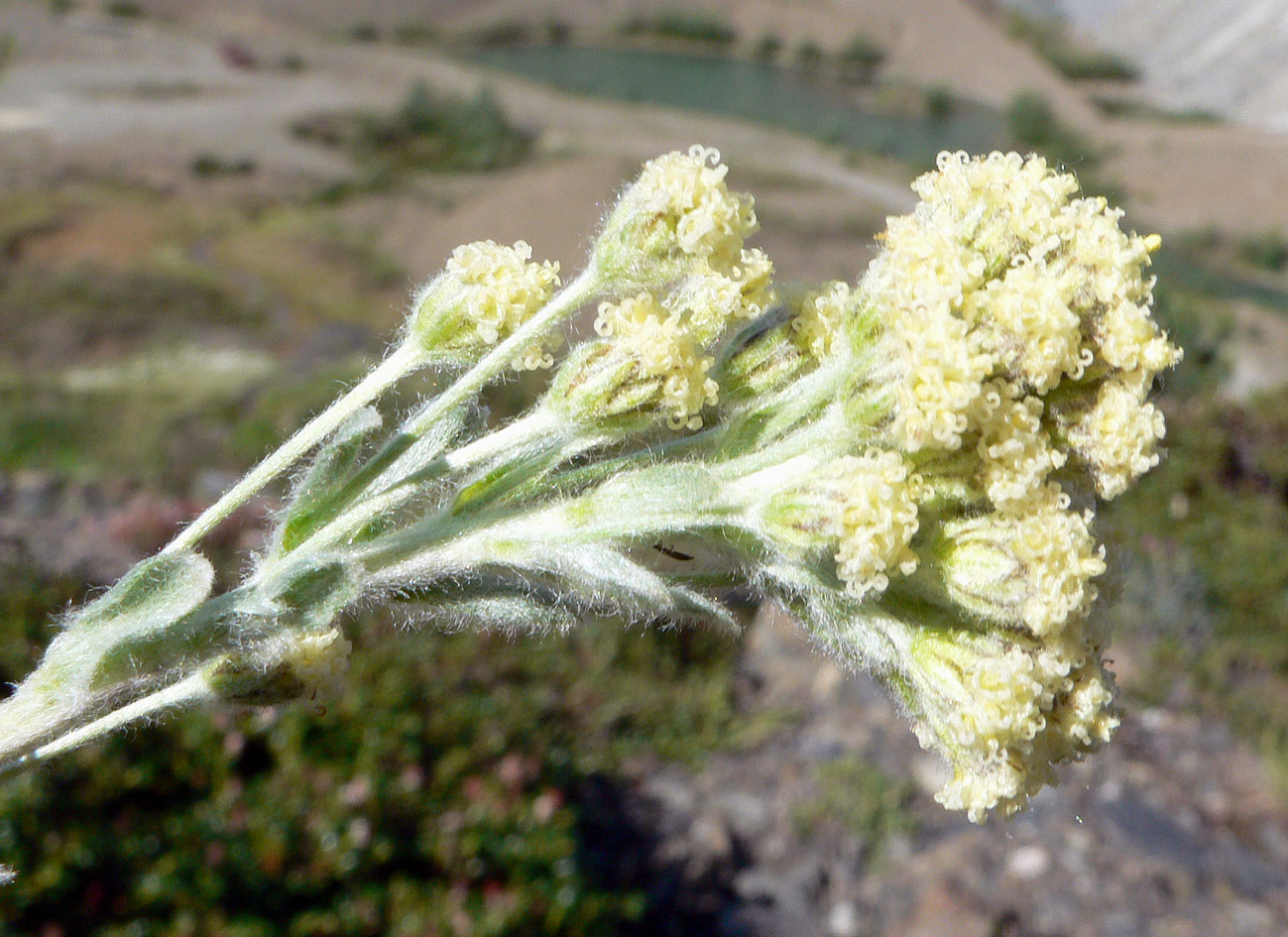 Изображение особи Artemisia glomerata.