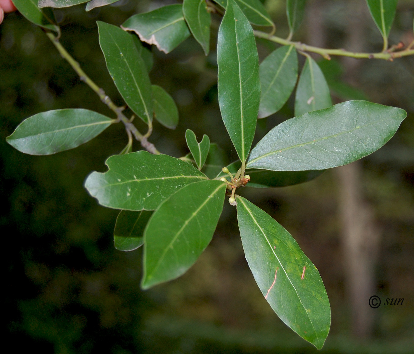 Image of Laurus nobilis specimen.