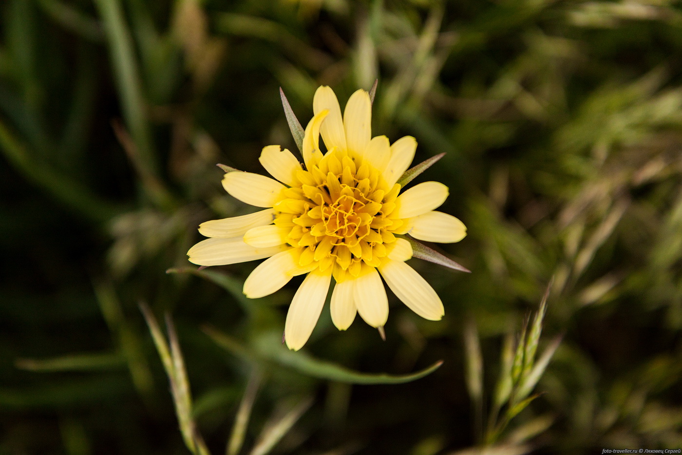 Изображение особи род Tragopogon.