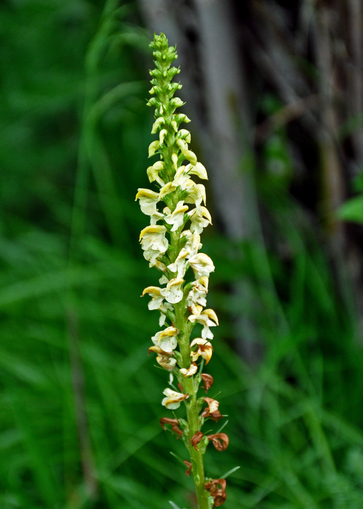 Изображение особи Pedicularis incarnata.