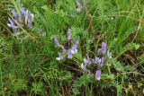 Astragalus kurdaicus