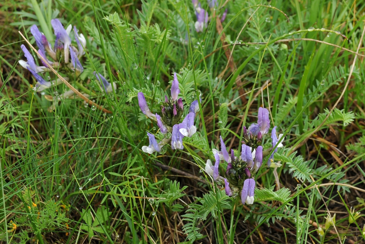 Изображение особи Astragalus masenderanus.